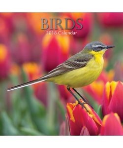 Calendar 2018 Birds