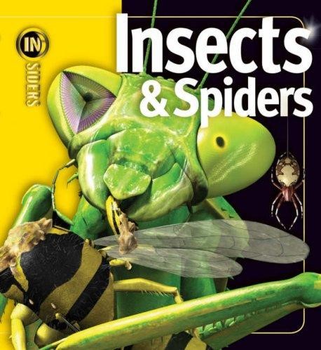 INSECTS AND SPIDERS