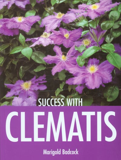 Success With Clemantis