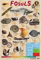 POSTER FOSSILS