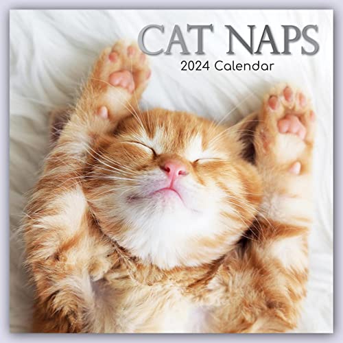 Calendar 2024 Square Wall - Cat Naps