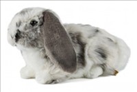 Plush Lop Eared Rabbit