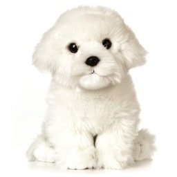 [5037832316394] Plush Maltese Dog