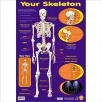[9781904217329] POSTER YOUR SKELETON