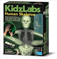 [4893156033758] Glow Human Skeleton (4M Science)